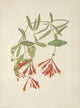 N. American Wild Flowers Trumpet Honeysuckle Poster Print by Mary V. Walcott
