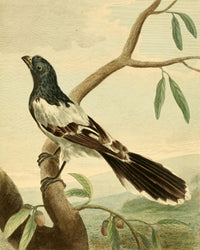Musei Leveriani 1792 Leverian Shrike Poster Print by Charles R. Ryley