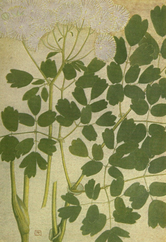 Alpine Flora 1911 Thalictrum Aquilegifolium Poster Print by Philippe Robert