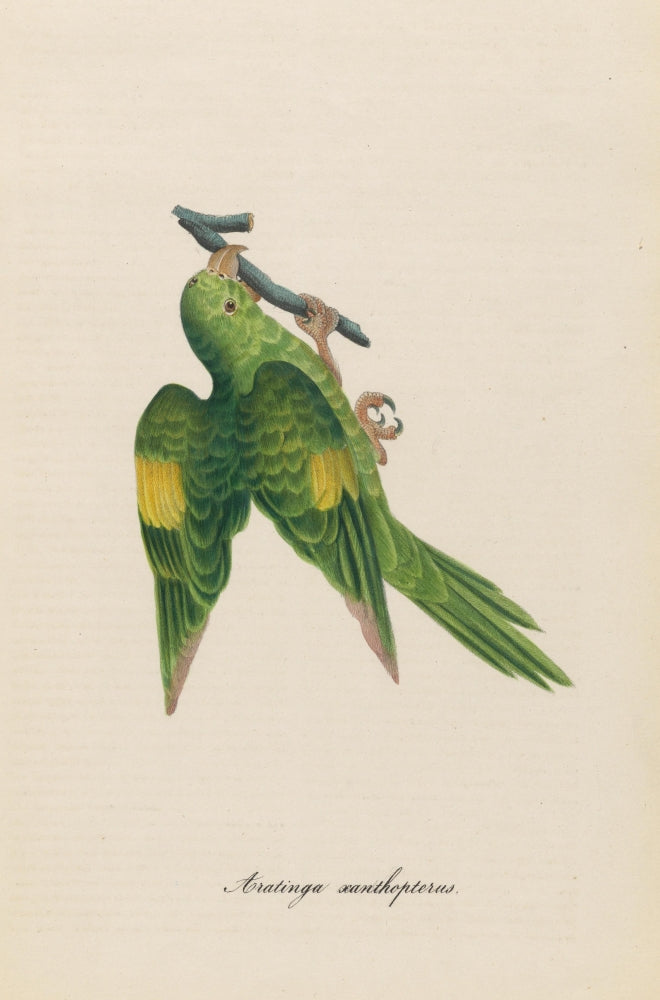 Monographie der Papergeien 1842 Poster Print showcasing detailed paper geese