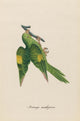 Monographie der Papergeien 1842 Poster Print showcasing detailed paper geese