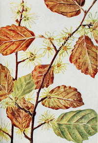 Wild Flowers 1909 Witch Hazel Poster Print by M. & Shaw Saterlee