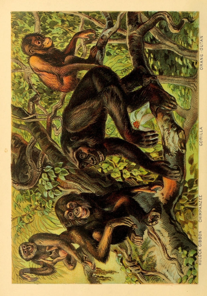 Johnson's Household Book of Nature Monkeys Poster Print