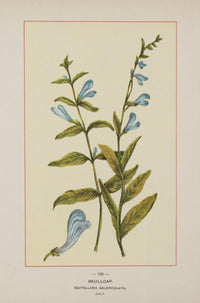 Wild Flowers of America 1894 Skullcap Poster Print showcasing vibrant flowers and vintage artwork.