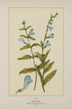 Wild Flowers of America 1894 Skullcap Poster Print showcasing vibrant flowers and vintage artwork.