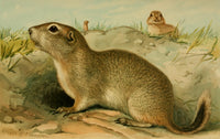 North American Fauna 1938 Richardson's Ground Squirrel Poster Print by E.E. Thompson