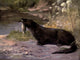 Wild Beasts of the World 1909 Otter Poster Print by Cuthbert E. Swan