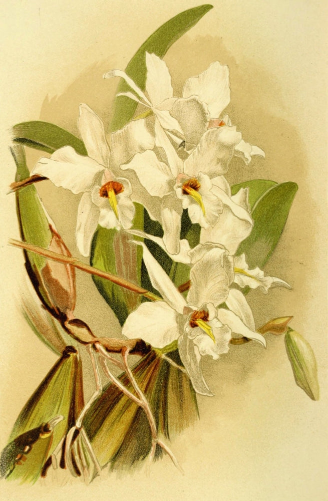 Loelia Anceps Schroederiana Poster Print by Vincent Brooks Day, showcasing vibrant orchid art.