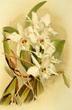 Loelia Anceps Schroederiana Poster Print by Vincent Brooks Day, showcasing vibrant orchid art.