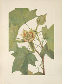 N. American Wild Flowers Tuliptree Poster Print by Mary V. Walcott