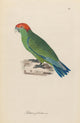 Monographie der Papergeien 1842 Art Print showcasing intricate paper cranes