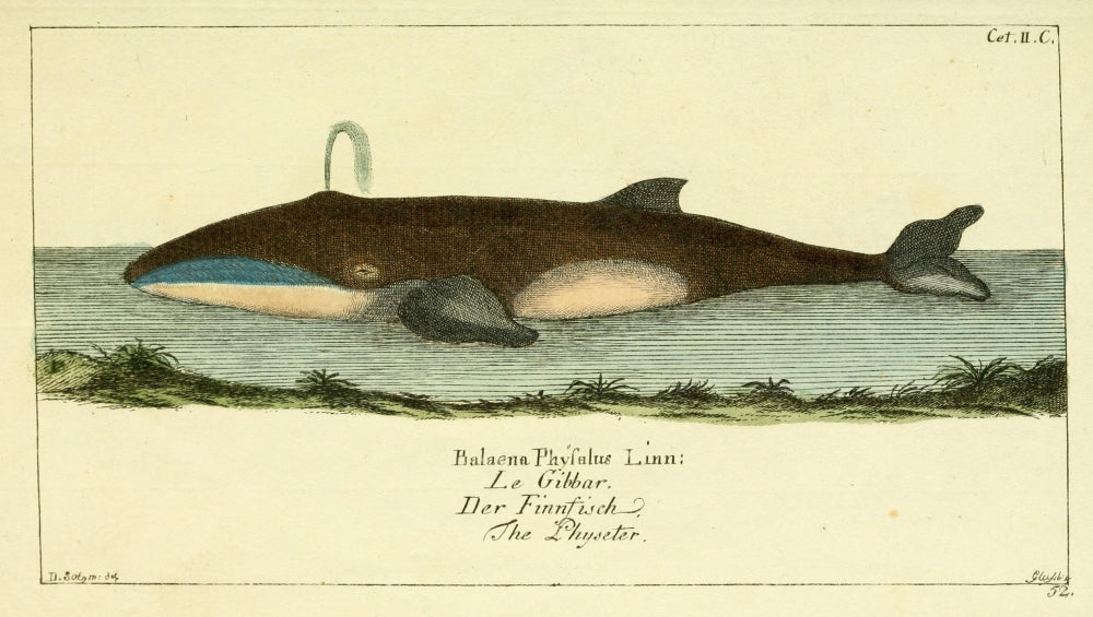 Naturgeschichte des Thierreichs 1780 Physeter Poster Print featuring a detailed illustration of a sperm whale.
