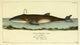 Naturgeschichte des Thierreichs 1780 Physeter Poster Print featuring a detailed illustration of a sperm whale.