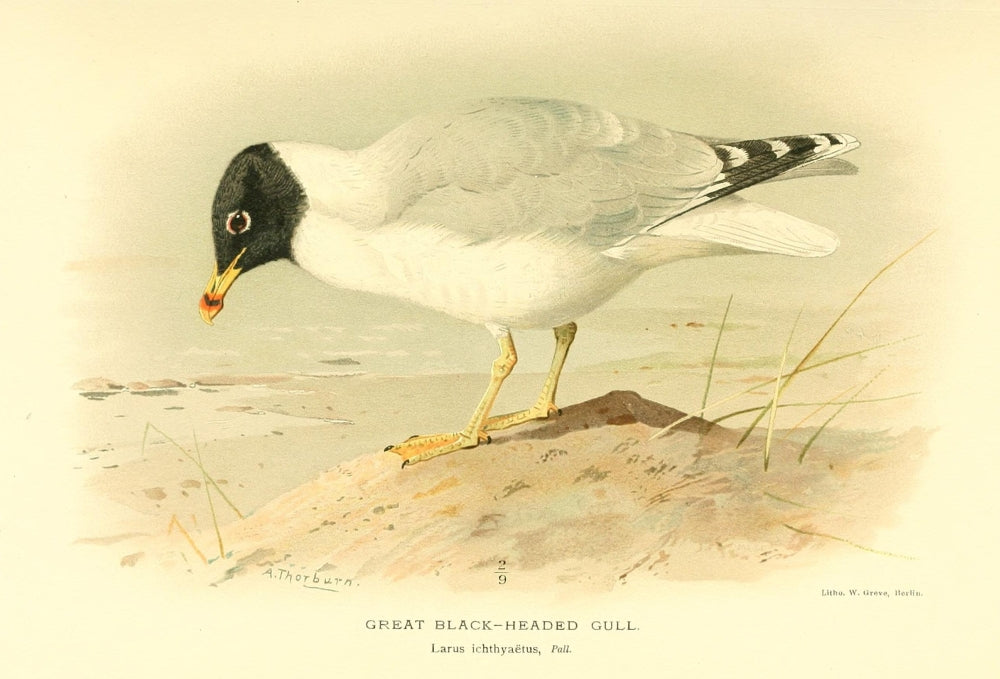 Great Black-headed Gull Poster Print from Birds of the British Islands 1885 by Archibald Thorburn.