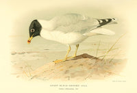 Great Black-headed Gull Poster Print from Birds of the British Islands 1885 by Archibald Thorburn.