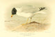 Great Black-headed Gull Poster Print from Birds of the British Islands 1885 by Archibald Thorburn.