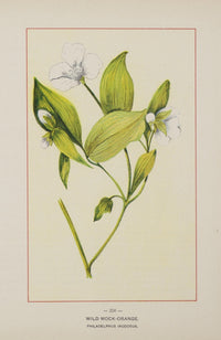 Wild Mock-Orange Poster Print depicting vibrant wildflowers.