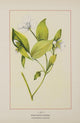 Wild Mock-Orange Poster Print depicting vibrant wildflowers.