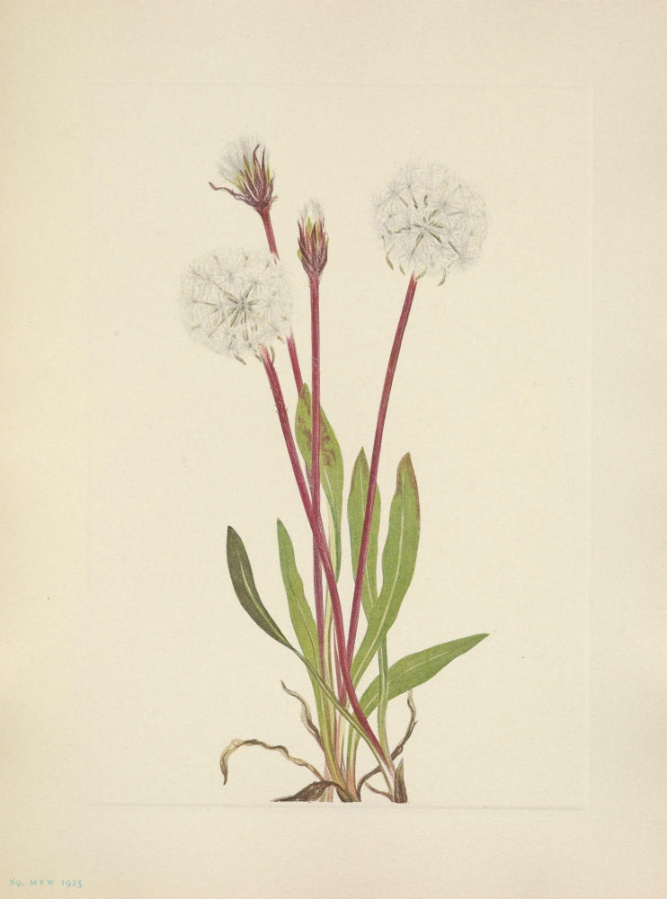 N. American Wild Flowers 1925 Slender Agoseris Poster Print by Mary V. Walcott