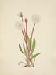 N. American Wild Flowers 1925 Slender Agoseris Poster Print by Mary V. Walcott
