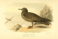 Bulwer's Petrel Poster Print by Archibald Thorburn, 1885 illustration.
