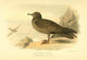 Bulwer's Petrel Poster Print by Archibald Thorburn, 1885 illustration.
