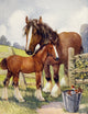 Vintage Favourite Animals Horse & Foal Poster Print c.1928