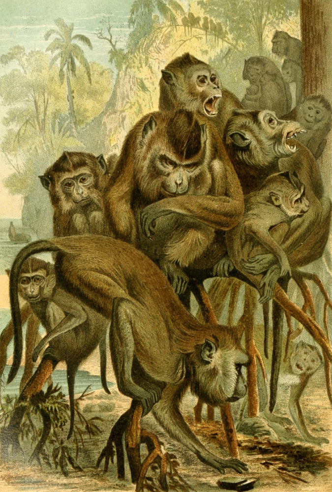 Brehms Tierleben 1893 Macaque Poster Print showcasing macaques in stunning detail.