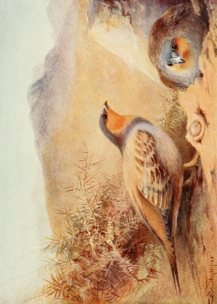 Egyptian Birds 1909 Sand-grouse Poster Print by Charles Whymper