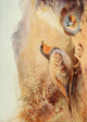 Egyptian Birds 1909 Sand-grouse Poster Print by Charles Whymper