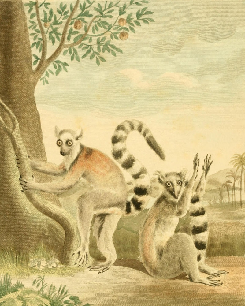 Musei Leveriani 1792 Ring-tailed Lemur Poster Print by Charles R. Ryley