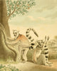 Musei Leveriani 1792 Ring-tailed Lemur Poster Print by Charles R. Ryley