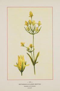 Wild Flowers of America Rothrock's Spurred Gentian Poster Print