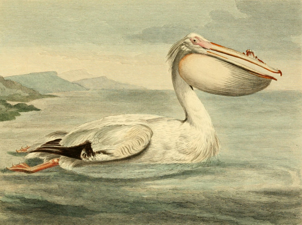 Musei Leveriani 1792 Rough-billed Pelican Poster Print by Charles R. Ryley
