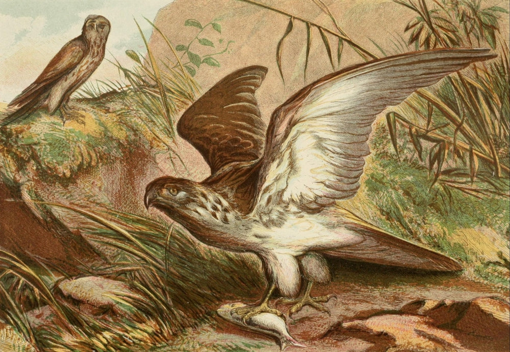 Sea Eagle and Kestrel Poster Print from Royal Natural History c.1881