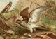 Sea Eagle and Kestrel Poster Print from Royal Natural History c.1881
