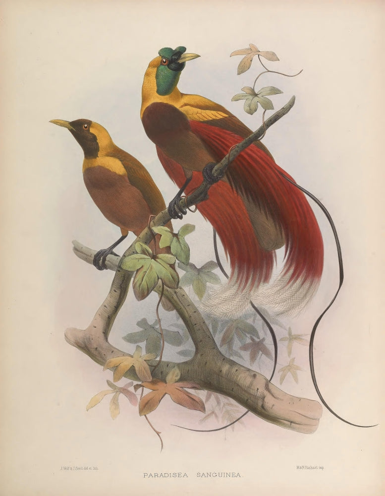 Birds of Paradise 1873 Red BoP Poster Print by J. Wolf showcasing vibrant colors.