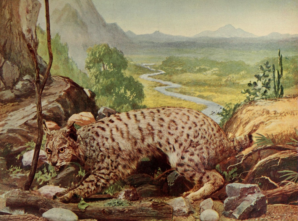 Wild Cat Poster Print from Birds & All Nature series, showcasing nature's beauty.