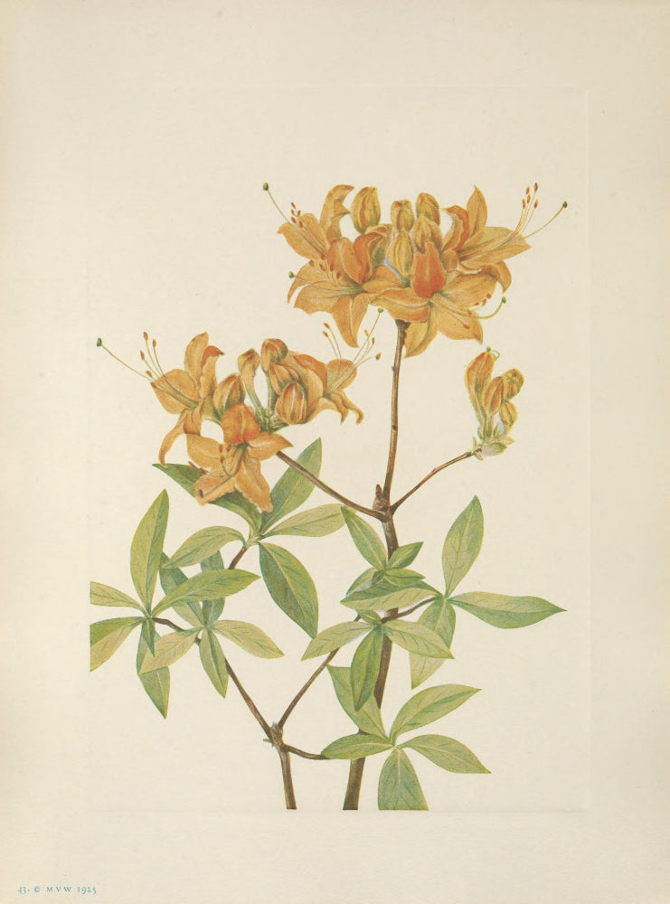 N. American Wild Flowers 1925 Flame Azalea Poster Print by Mary V. Walcott