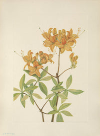 N. American Wild Flowers 1925 Flame Azalea Poster Print by Mary V. Walcott