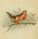 Holly Berries from Dickens 1898 poster print featuring robins on a branch.