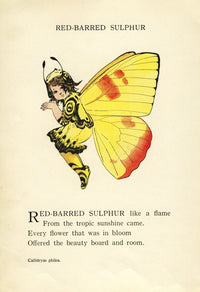 Butterfly Babies 1914 Red-barred Sulphur Poster Print by M.T. Ross