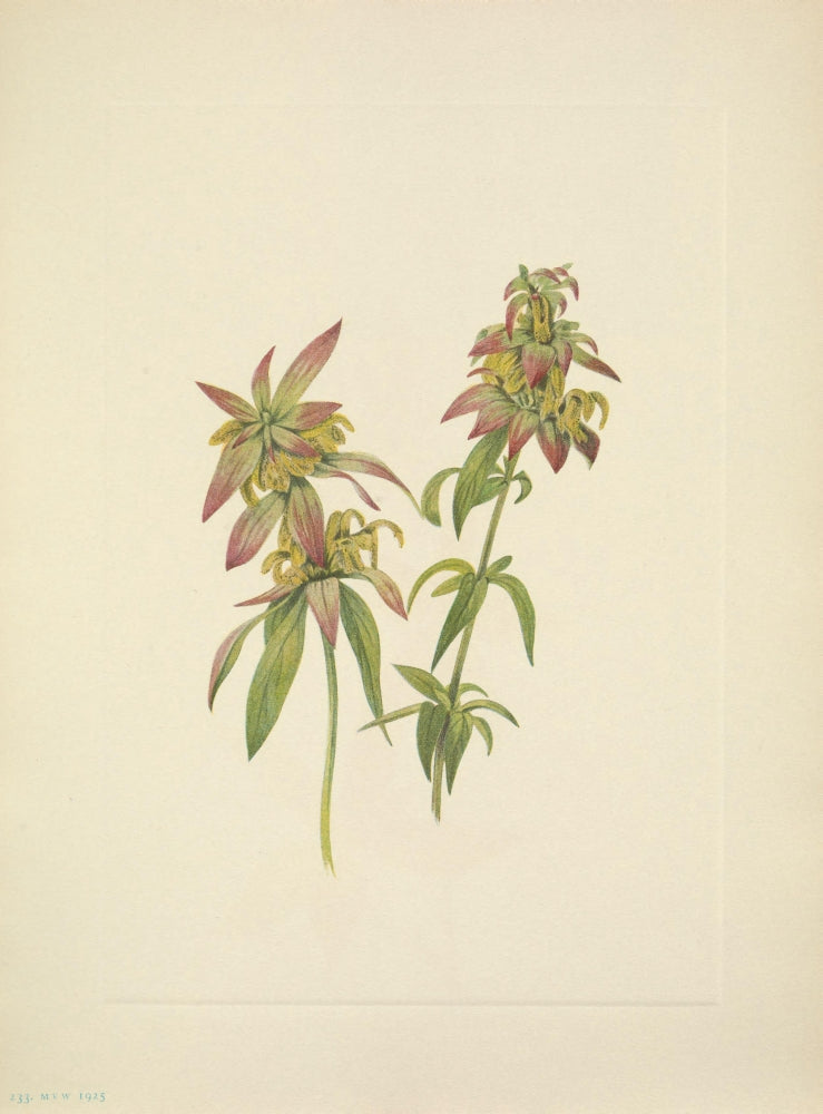 N. American Wild Flowers 1925 Spotted Beebalm poster print by Mary V. Walcott.