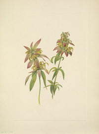 N. American Wild Flowers 1925 Spotted Beebalm poster print by Mary V. Walcott.