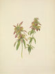 N. American Wild Flowers 1925 Spotted Beebalm poster print by Mary V. Walcott.