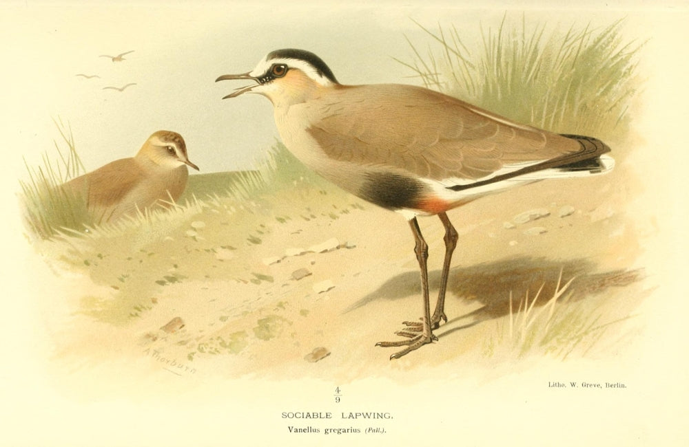 Lapwing Sociable Poster Print from Birds of the British Islands 1885 by Archibald Thorburn