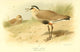 Lapwing Sociable Poster Print from Birds of the British Islands 1885 by Archibald Thorburn