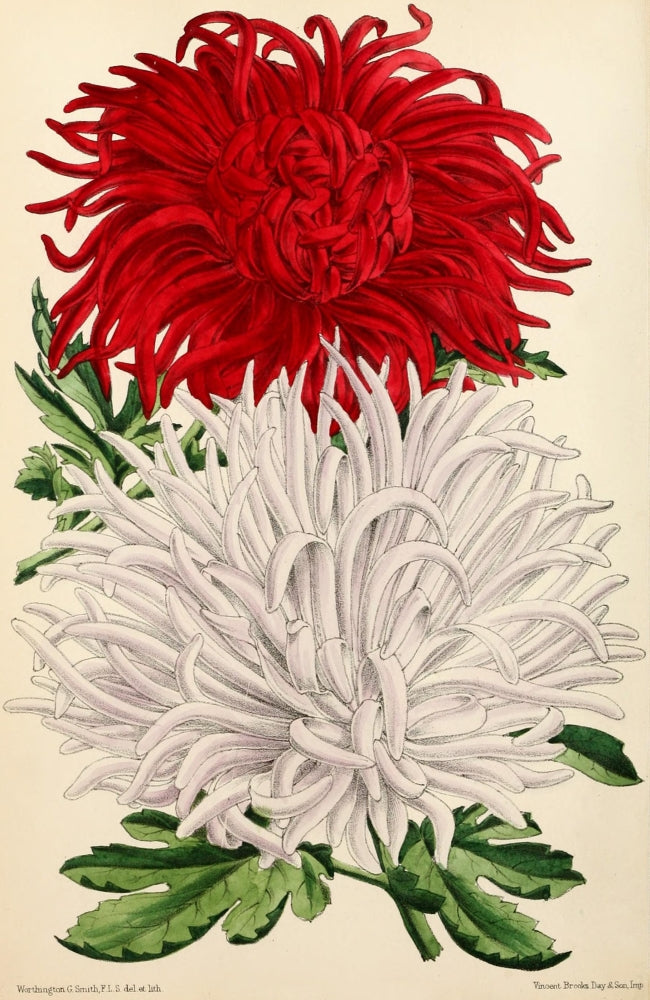 1869 Japanese Chrysanthemum Floral Poster Print by Worthington G. Smith