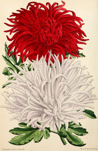 1869 Japanese Chrysanthemum Floral Poster Print by Worthington G. Smith