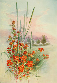Southern Wild Flowers 1901 Scarlet Painted-cup Poster Print by Ellis Rowan.